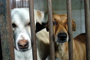 Başıboş köpeklerin refahı; Mumbai merkezli bir sivil toplum örgütü Mahalaxmi, Bombay, Maharashtra, Hindistan 'da başıboş köpeklere bakıyor.