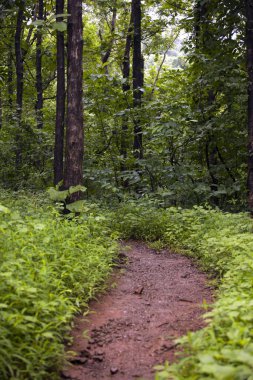 Orman asfaltsız patika Panvel Raigad Maharashtra Hindistan Asya