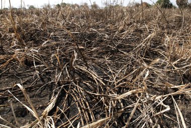 Kuru ekinler, Marathwada, Maharashtra, Hindistan 