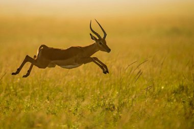 Kenya 'daki Masai Mara Vahşi Yaşam Sığınağında Erkek İmpala Sıçrıyor 
