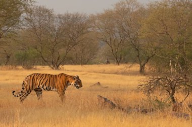 Wild Bengal tiger walking through a dry scrub forest in Ranthambore national park, India clipart