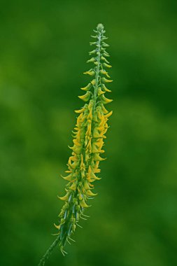 crotalaria juncea, visakhapatnam, andhra pradesh, India, Asia  clipart