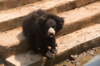 Tembel Ayı, Nandankanan Zooloji Parkı, Orissa, Asya, Hindistan