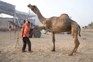 Deveyle tokalaşan bir adam, Rajasthan, Hindistan, Asya 