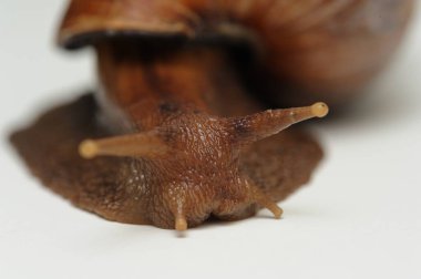 Beyaz arkaplanda salyangoz yakın plan