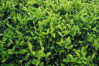 Çay Bahçesi, Munnar, Kerala, Hindistan 'ın detaylı görüntüsü.