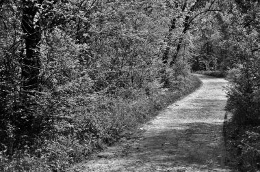 Yolu olan ormanın siyah ve beyaz görüntüsü 