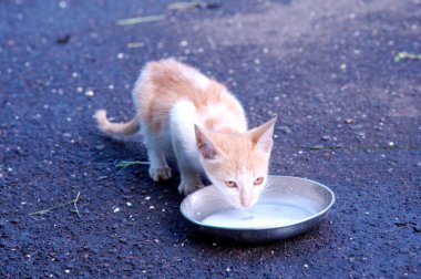 Tabaktan Kedi İçen Süt