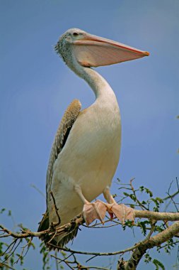 Pelikan kuşu, telineelapuram, tekkali, andhra pradesh, Hindistan, Asya