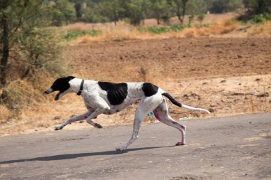 dog race, sangli, maharashtra, India, Asia clipart