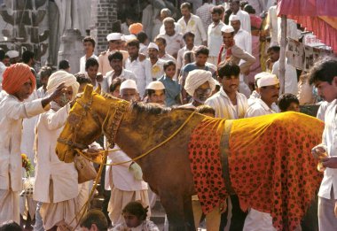 With the belief that Khandoba presence is there in his horse, devotees worship the animal by smearing it with turmeric powder, even reapplying the same on their faces, Jejuri, Maharashtra, India  clipart