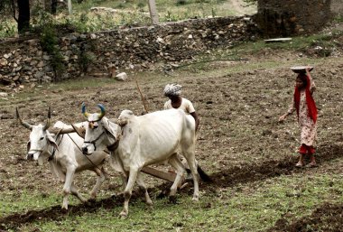 Çiftçilik, Dilwara kasabası, Rajasmand bölgesi, Rajasthan, Hindistan 
