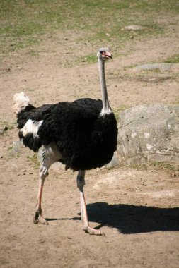 Kuş, Afrika devekuşu, Boras Ulusal Parkı, İsveç