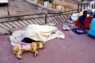Platformda evcil hayvanıyla yatan bir adam, Chennai, Madras, Tamil Nadu, Hindistan