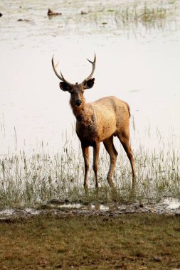 Sambar geyiği, tadoba ve hari kaplanı rezervi, chandrapur, Maharashtra, Hindistan, Asya