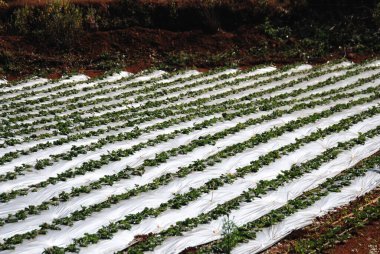 Çilek tarlası, Mahabaleshwar, Maharashtra, Hindistan 