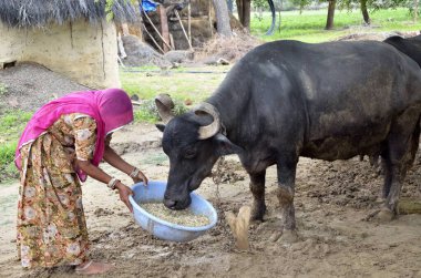 Jodhpur Rajasthan 'da Hindistan Asya' da bizonlara yem olan bir kadın.