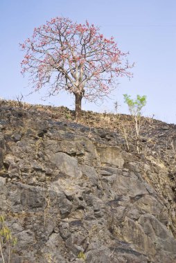 Red flowers tree on hill ; Panchgani ; District Satara ; Maharashtra ; India clipart