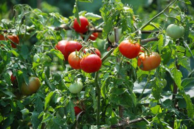 Domatesler dallara asılıyor. 