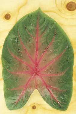 water drops on leaf Caladium clipart