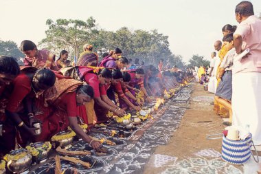 Pongal Festivali, Tamil Nadu, Hindistan 