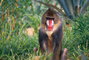 Mandrill Baboon, Hindistan 'a yakın.