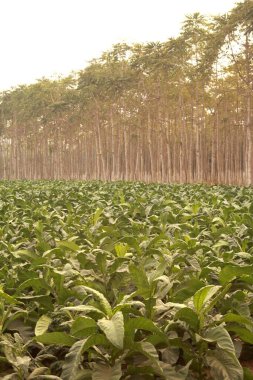 Tobacco plantsation, Nadiad, Gujarat, India  clipart