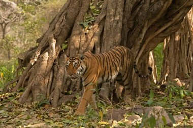 Kaplan yürüyüşü (Panthera tigris), Bandhavgarh Ulusal Parkı, Madhya Pradesh, Hindistan 