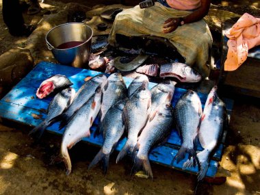 Balıkçı, Bhandardara 'da Arthur Gölü yakınlarında yerel adı Katla olan bir balık kesiyor; Bölge; Ahmadnagar; Maharashtra; Hindistan