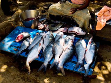 Fisherman cutting fish local name Katla near Arthur Lake at Bhandardara ; District ; Ahmadnagar ; Maharashtra; India clipart