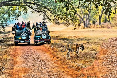 Tiger crossing forest path, Tourists in jeeps, Tadoba Wildlife Sanctuary, Chandrapur, Maharashtra, India, Asia  clipart