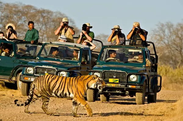 Turistler arabalarında kaplan panthera tigris tigris yürüyüşü, Ranthambore ulusal parkı, Rajasthan, Hindistan 