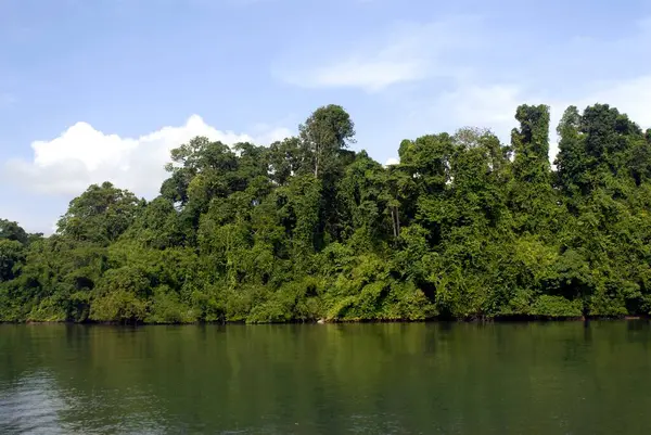 stock image Mangrove near Port Blair ; Andaman Nicobar Islands ; Bay of Bengal ; India October 2008