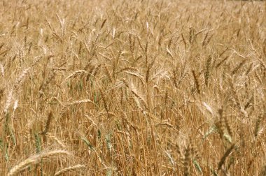 hasat için hazır, altın buğday tarlası mısır gevreği kulak tahılı, Hindistan