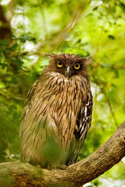 Kahverengi baykuş Bubo zeylonensis ketupa zeylonensis ağaçta tünemiş, Corbett Ulusal Parkı, Uttaranchal Uttarakhand, Hindistan 