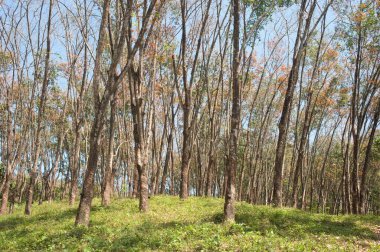 Kauçuk ağacı fidanlığı brasiliensis, Ponmudi, Trivandrum Thiruvananthapuram, Kerala, Hindistan