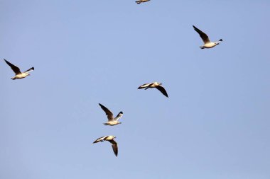 Kahverengi başlı martı, tapi nehri, Surat, Gujarat, Hindistan, Asya