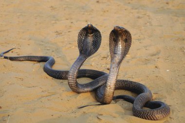Sürüngenler; iki kobra yılanı agresif pozisyonda; Pushkar Fair; Rajasthan; Hindistan