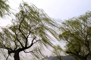 Yaz sarayının bahçesindeki ağaçlar, Pekin, Çin 