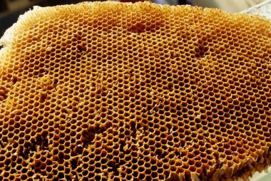 Arı kovanının bal tarağı