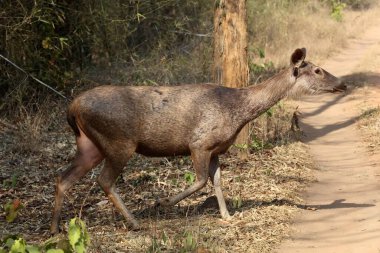 Sambar geyiği, tadoba ve hari kaplanı rezervi, chandrapur, Maharashtra, Hindistan, Asya