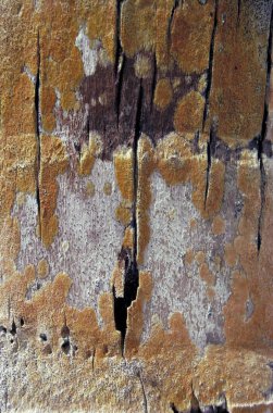 Doğa yakın çekim kavramsal soyut ahşabı gösterir 