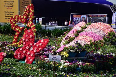 Dianthus çiçekli kelebek, çiçek bahçesi, Surat, Gujarat, Hindistan, Asya 