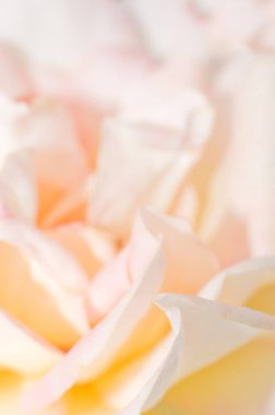 Gül çiçeği Pune Maharashtra Hindistan Asya  