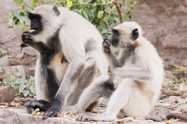 Monkey common langur presbytis entellus eating  food, Mandore, Jodhpur, Rajasthan, India clipart