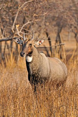 Hint antilopları erkek nilgai boselaphus tragocamelus, Ranthambore Ulusal Parkı, Rajasthan, Hindistan