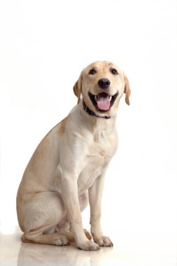 Labrador Retriever sarı erkek, sadık, Hindistan