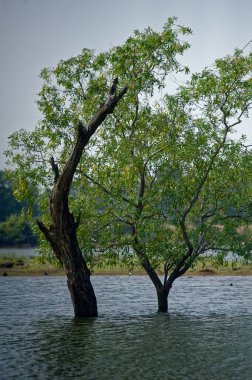 Ağaçlar göle gömüldü, sindhudurg, Maharashtra, Hindistan, Asya 