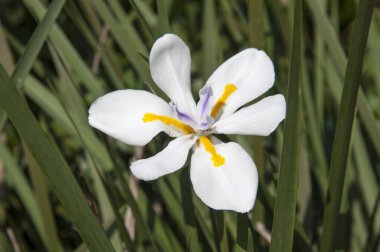 Beyaz çiçek, mahindra tatil köyü, koorg, karnataka, Hindistan, Asya