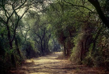 Bharatpur, Rajasthan, Hindistan ve Asya 'daki Keoladeo Ulusal Parkı' nda. 